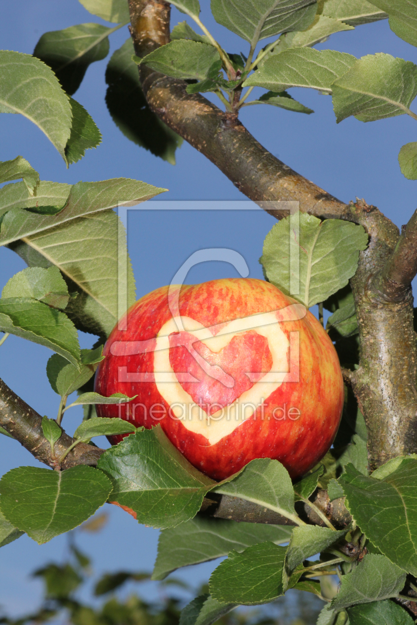 Bild-Nr.: 10622924 Herzapfel am Baum erstellt von SusaZoom