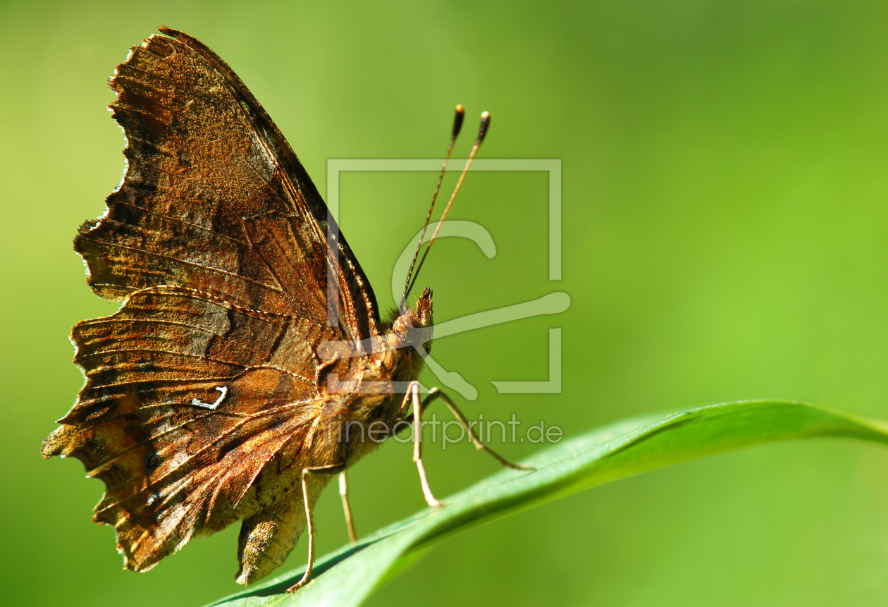 Bild-Nr.: 10623324 Schmetterling erstellt von Atteloi