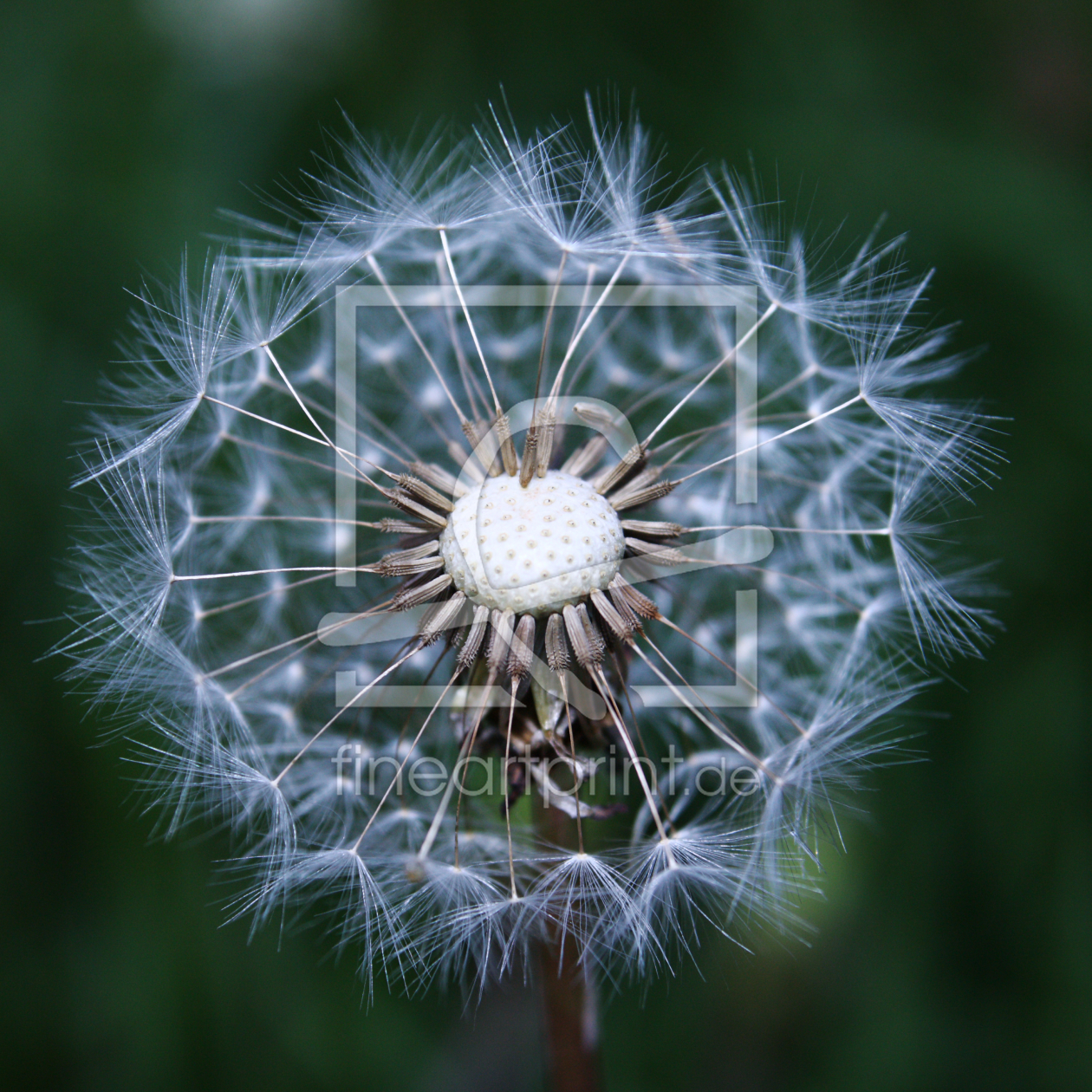 Bild-Nr.: 10623476 Pusteblume erstellt von Christine Bässler