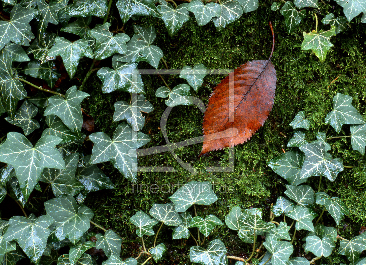 Bild-Nr.: 10625262 Herbstblatt erstellt von A-Grotehans