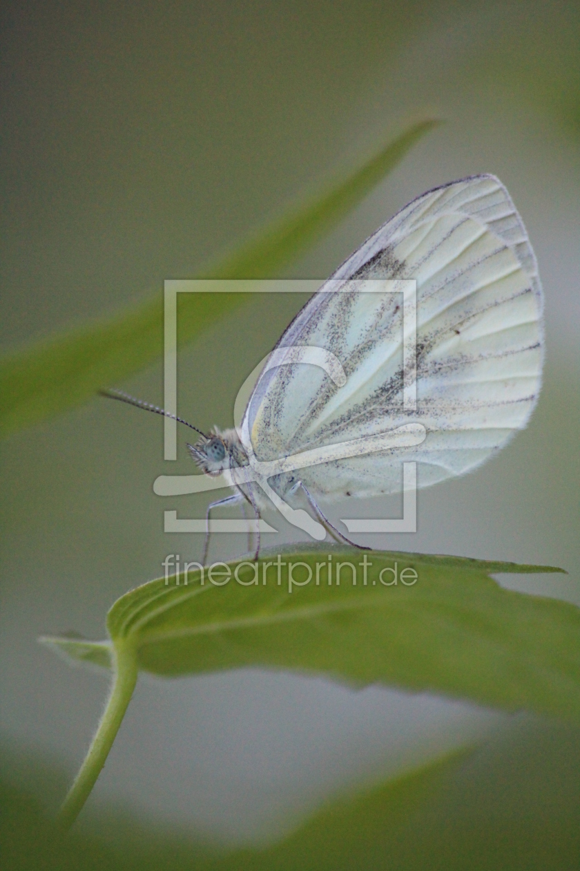 Bild-Nr.: 10625760 Schmetterling erstellt von Sandle