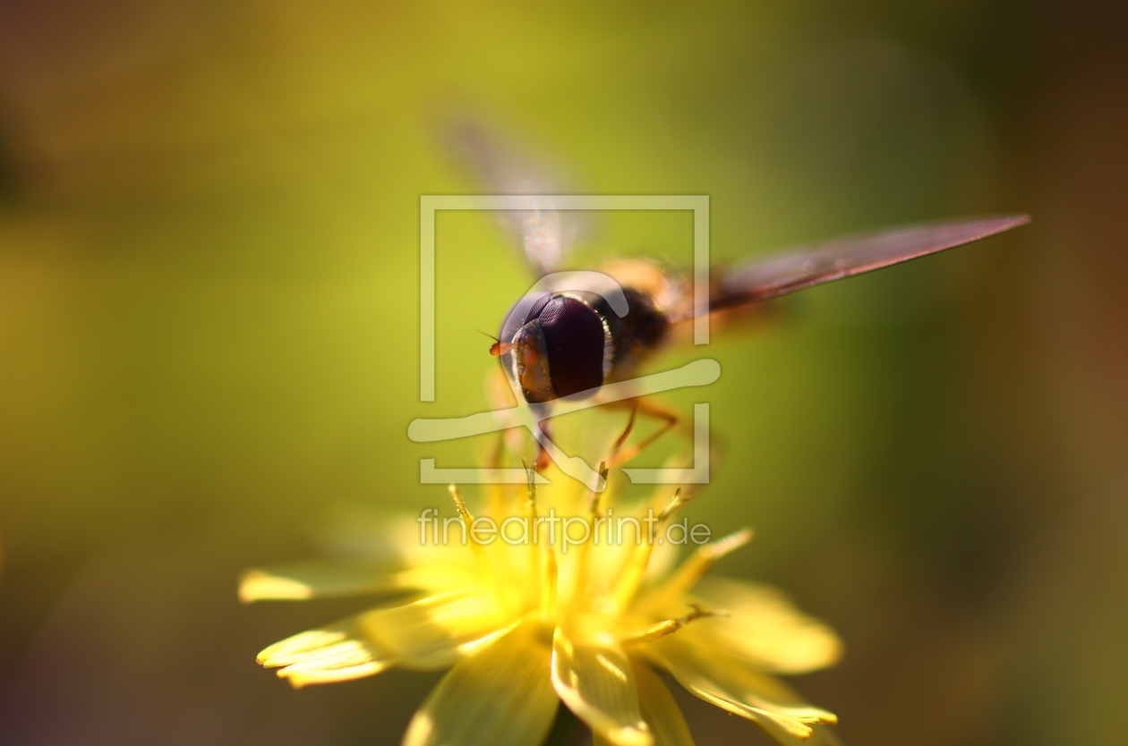 Bild-Nr.: 10625922 Spotlight erstellt von falconer59