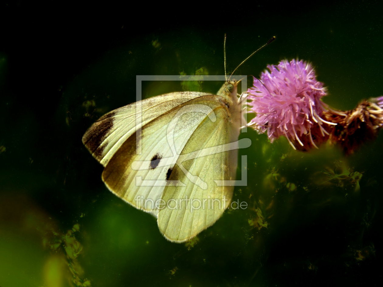 Bild-Nr.: 10626218 Weißer Schmetterling erstellt von Heike Hultsch
