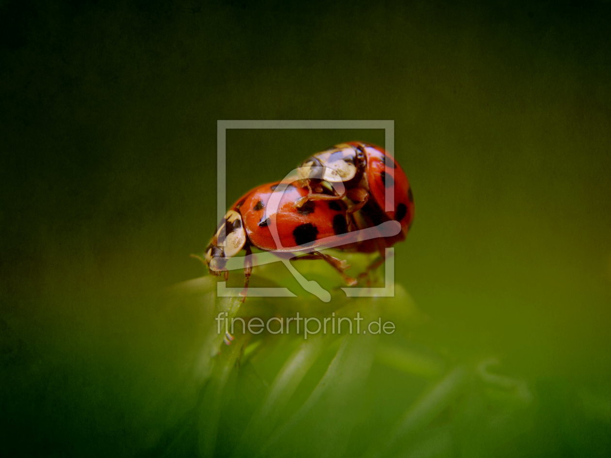 Bild-Nr.: 10627382 Käferpaar erstellt von Heike Hultsch