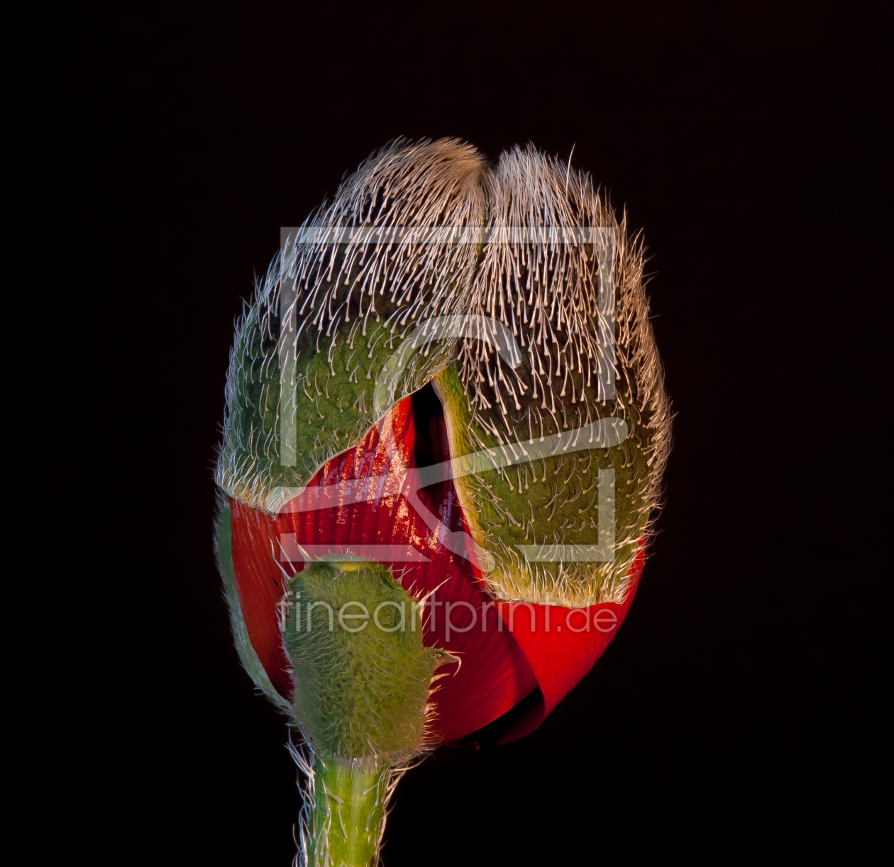 Bild-Nr.: 10627972 Mohn - Der Anfang - erstellt von punxyphil
