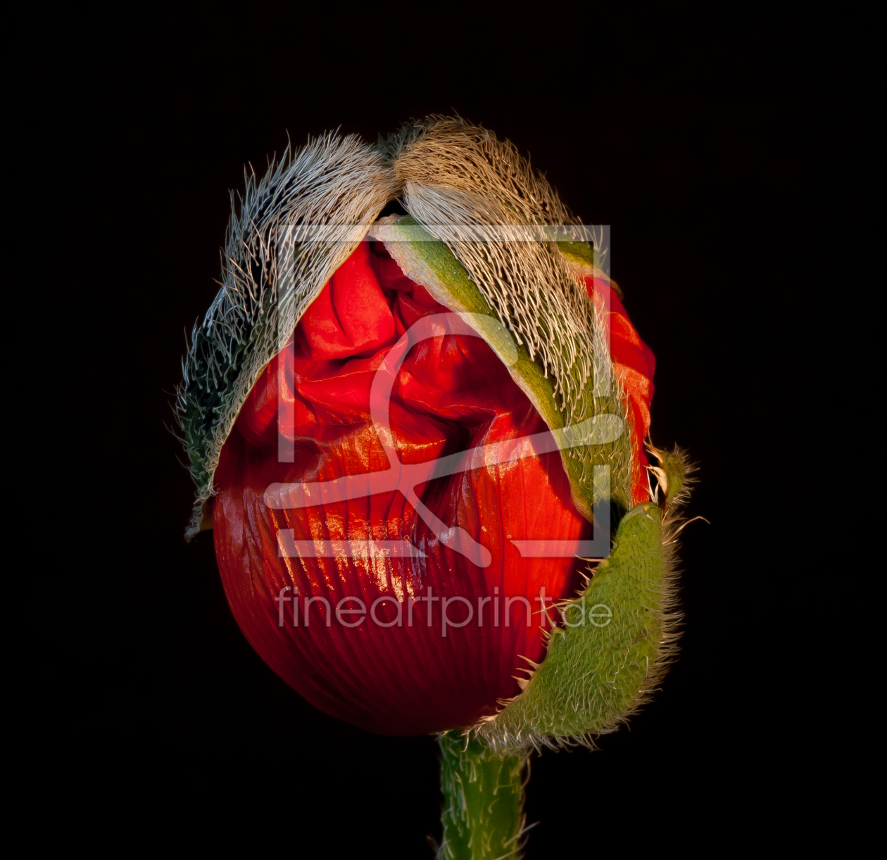 Bild-Nr.: 10627978 Mohn - Die Mitte - erstellt von punxyphil