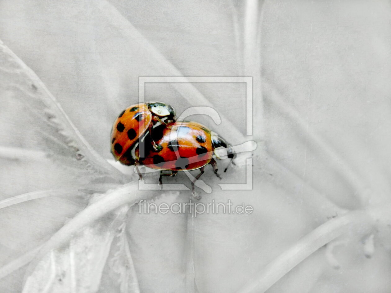 Bild-Nr.: 10628488 Glückliche Käfer - 2 - erstellt von Heike Hultsch