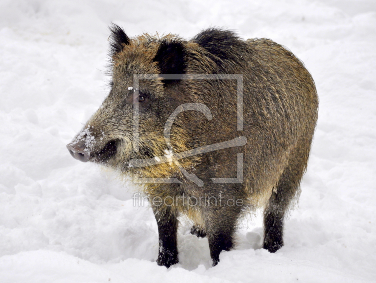 Bild-Nr.: 10628890 *  Wildsau  * erstellt von GUGIGEI