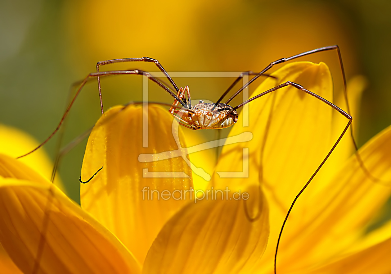 Bild-Nr.: 10629266 Spider erstellt von youhaveadream