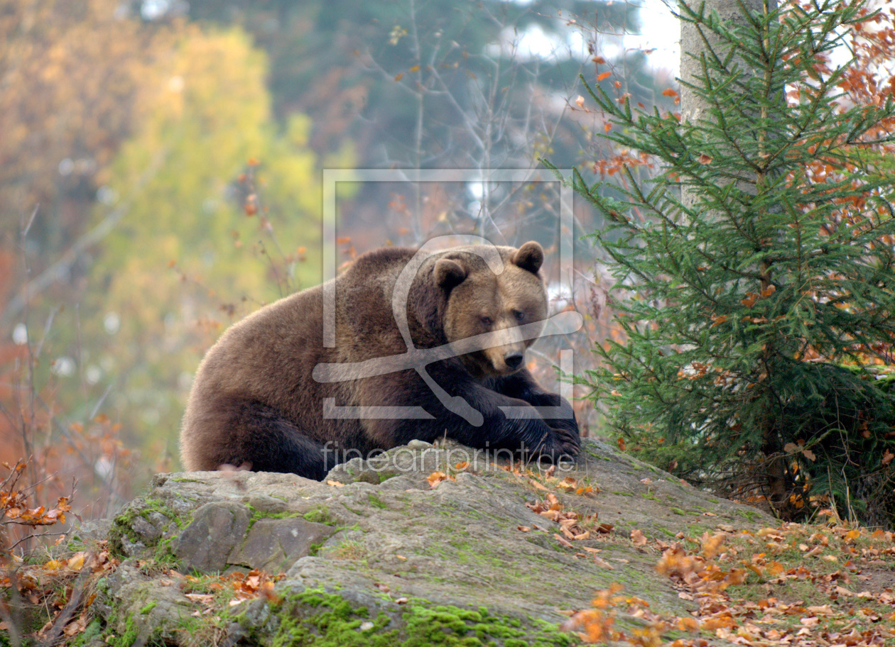 Bild-Nr.: 10629566 Faulpelz erstellt von GUGIGEI