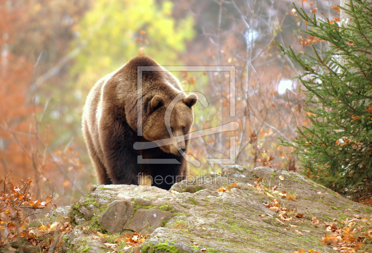 Bild-Nr.: 10629580 BRAUNBÄR erstellt von GUGIGEI