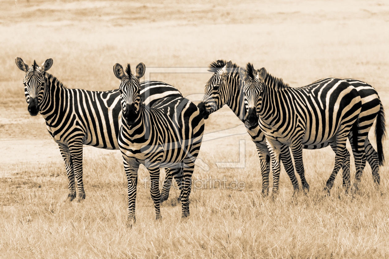 Bild-Nr.: 10629896 Zebrastreifen erstellt von Safarifotografie