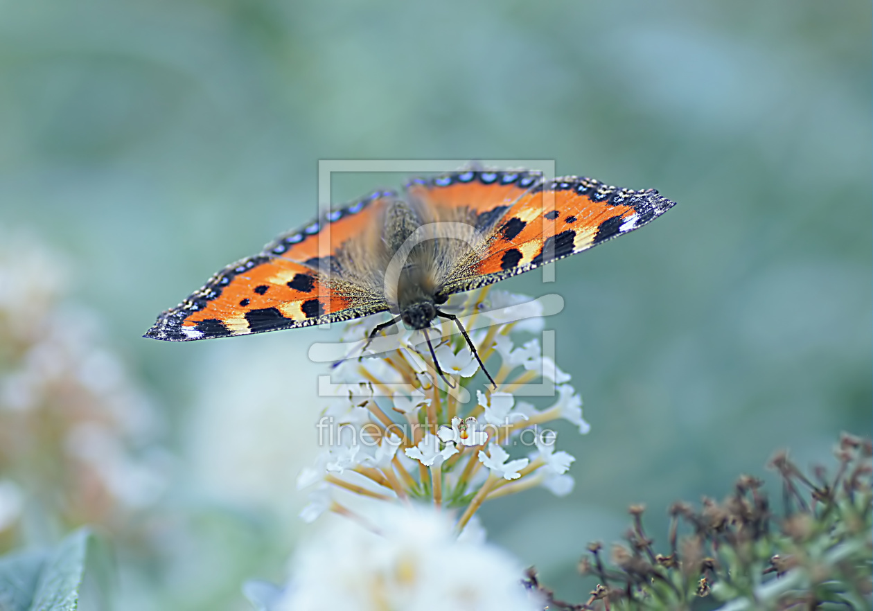 Bild-Nr.: 10630532 Papillon erstellt von youhaveadream