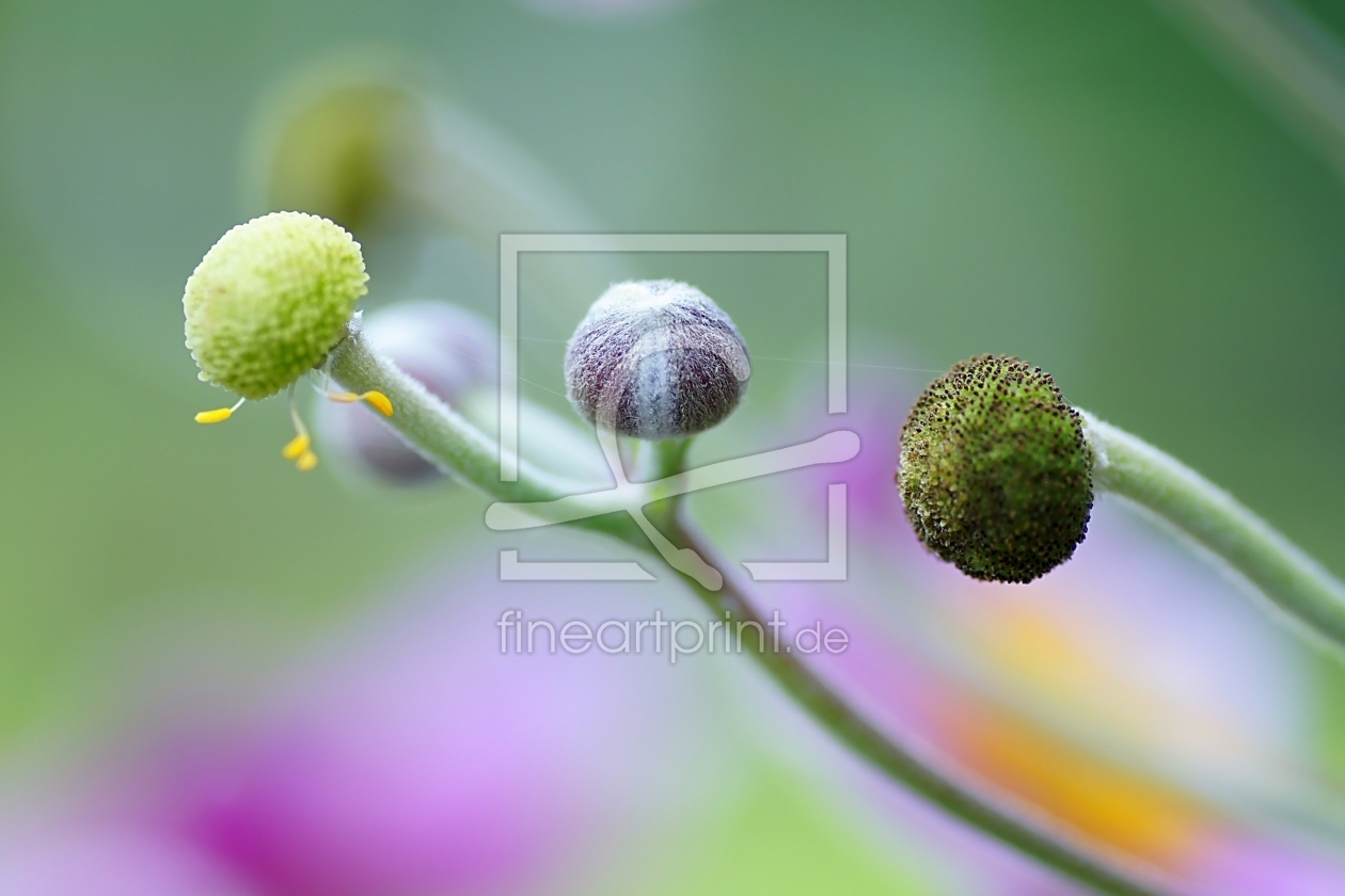 Bild-Nr.: 10631130 Knospen erstellt von youhaveadream