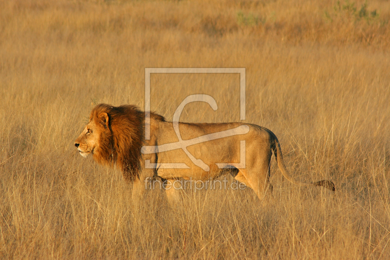 Bild-Nr.: 10631520 Löwe - Botswana II erstellt von Manuel Schulz