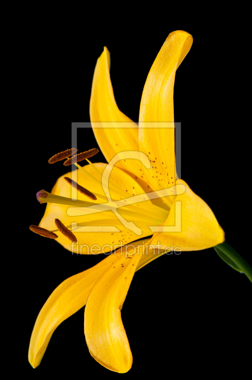 Bild-Nr.: 10632386 yellow lily erstellt von UweGrosenick