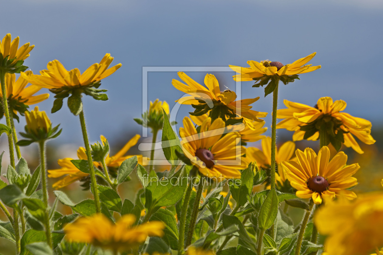 Bild-Nr.: 10632816 Sommerblumen erstellt von Stephanie Stephanie Dannecker