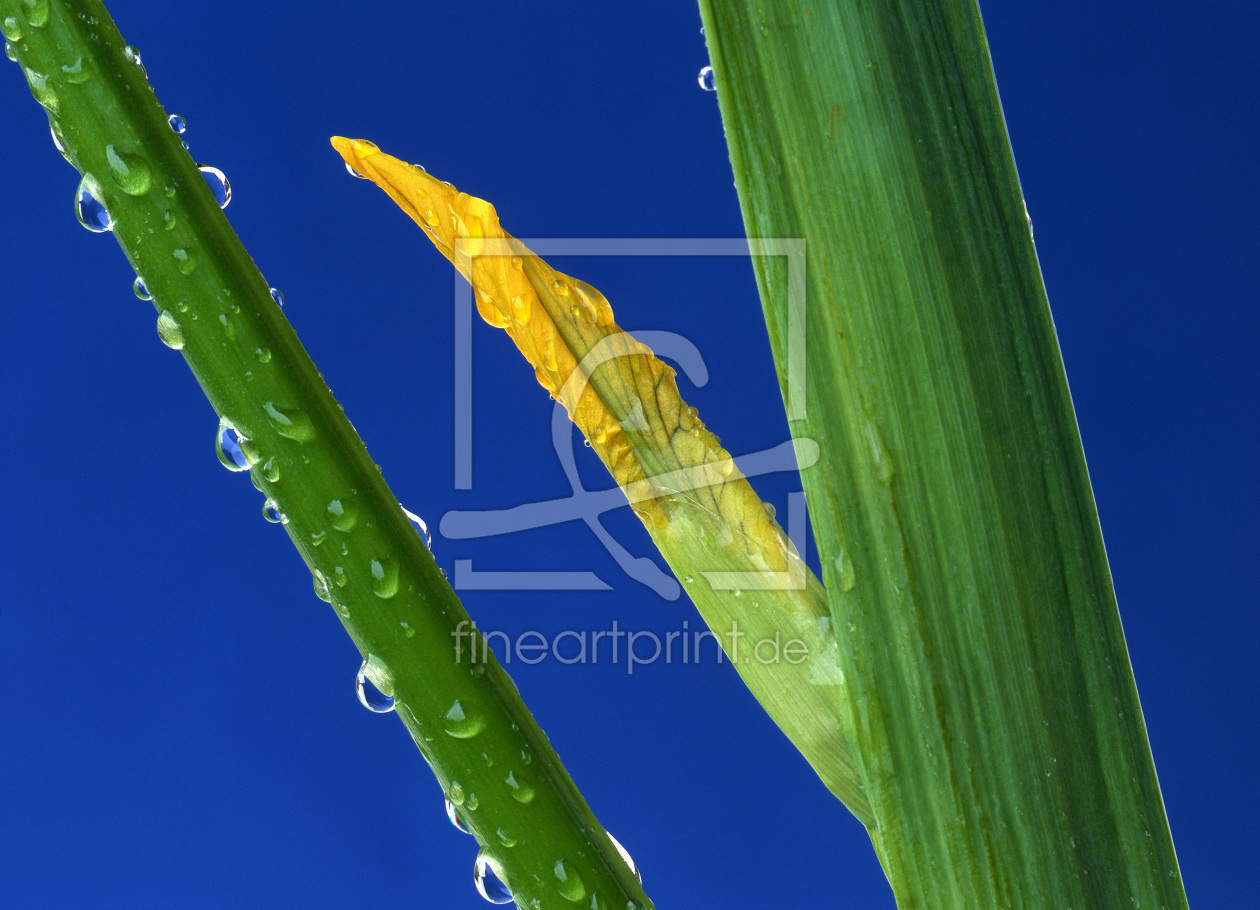 Bild-Nr.: 10633038 Blütenknospe einer Sumpfschwertlilie erstellt von A-Grotehans
