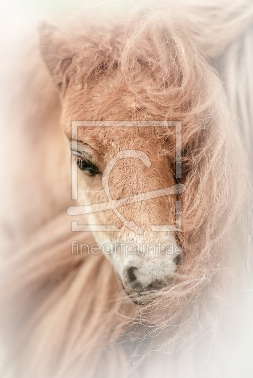 Bild-Nr.: 10633340 Horse-Baby erstellt von mv-photo