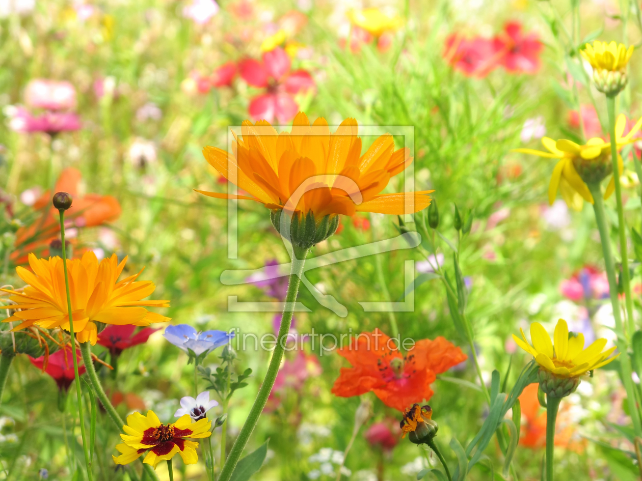 Bild-Nr.: 10633470 Sommerwiese erstellt von Timo Geble