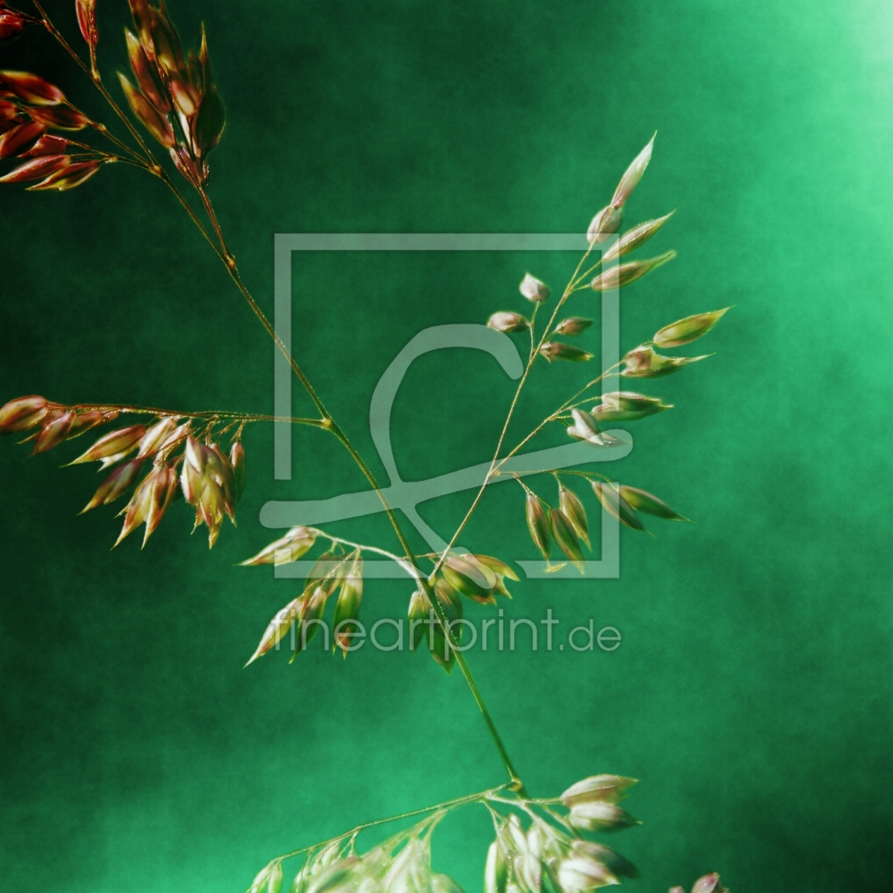 Bild-Nr.: 10635894 just grass 2 erstellt von PaulaPanther