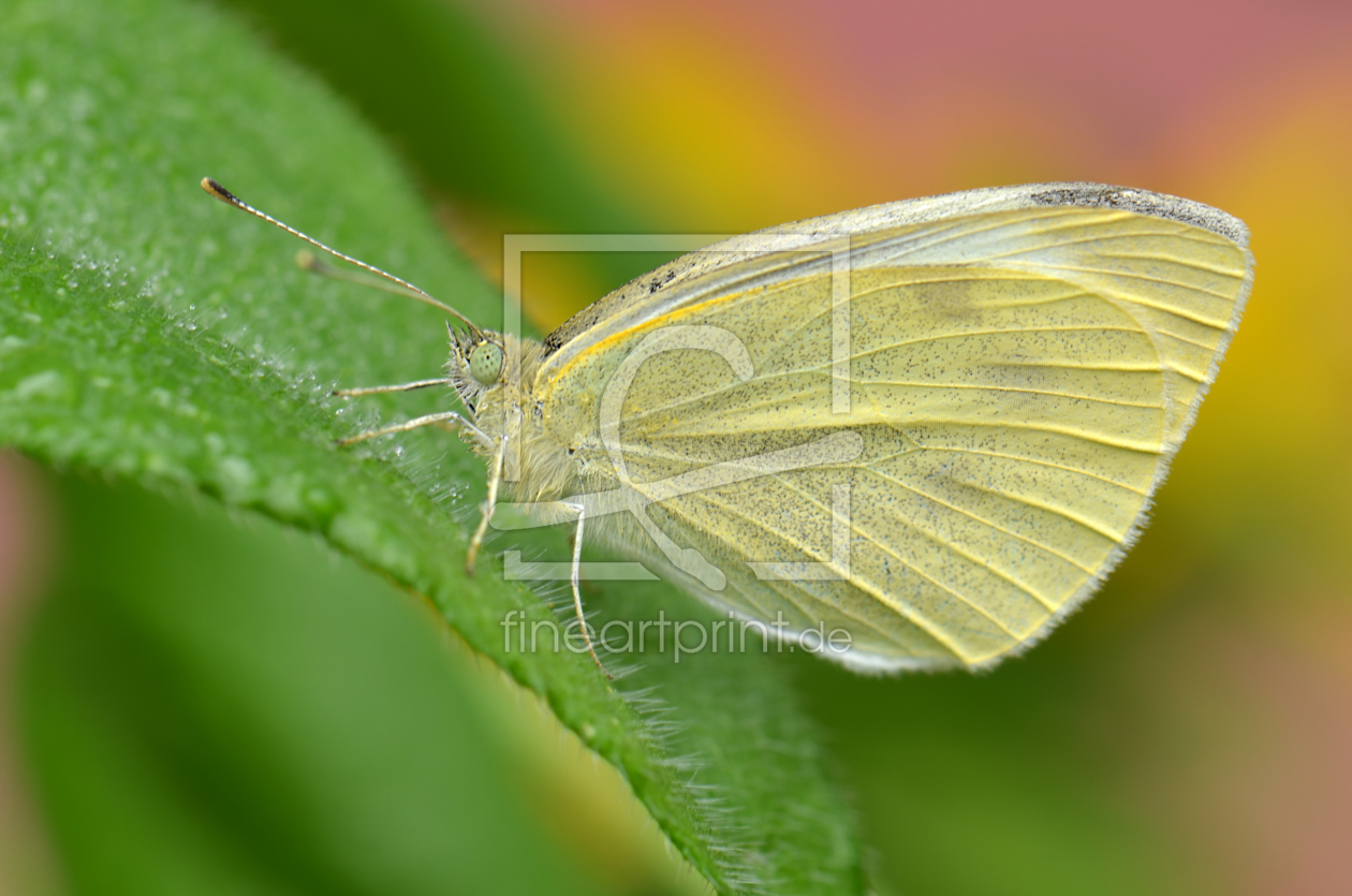 Bild-Nr.: 10638684 Butterfly erstellt von Atteloi