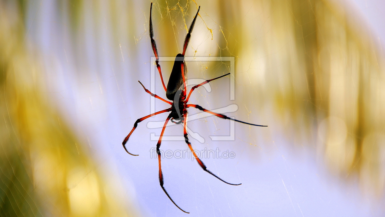Bild-Nr.: 10639316 Palmspinne erstellt von pescabrae