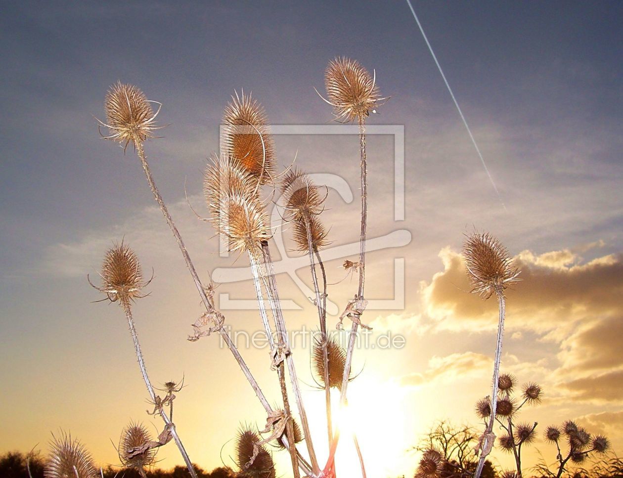 Bild-Nr.: 10639754 Sunset-Distel erstellt von Marion227