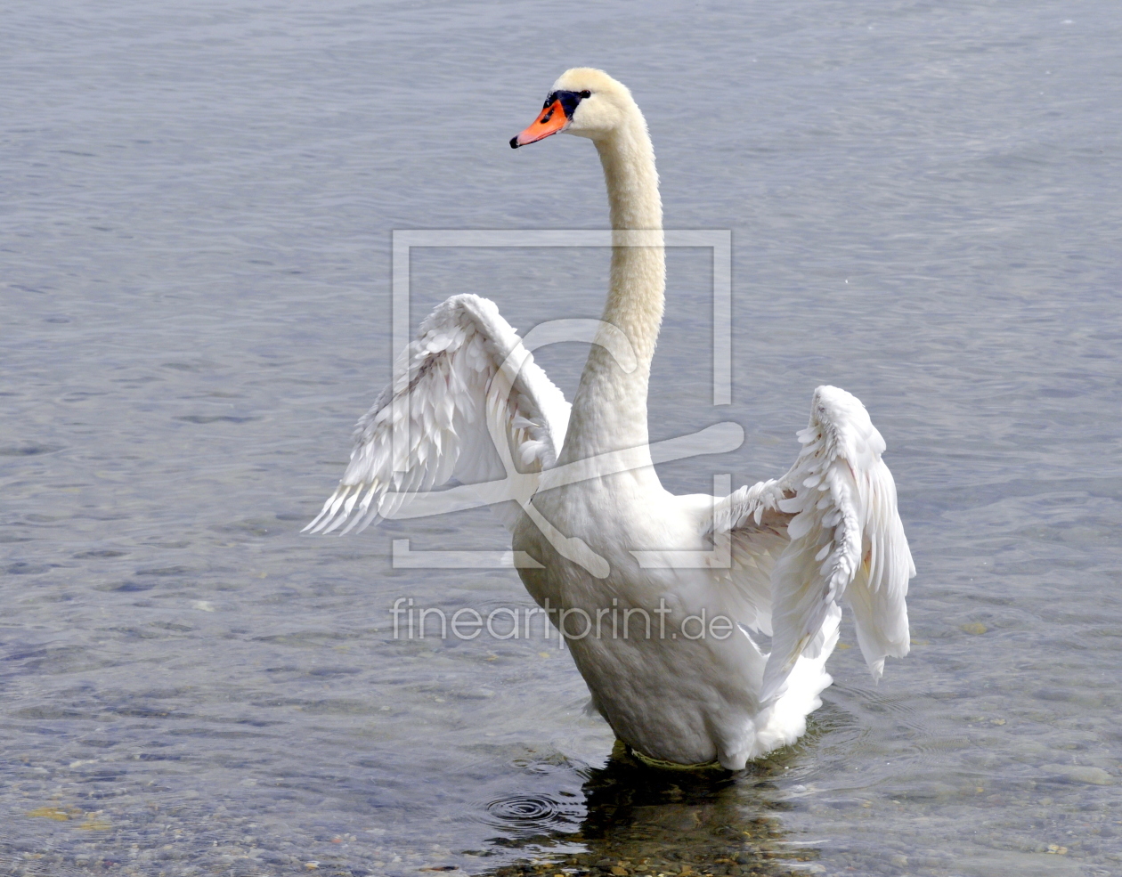 Bild-Nr.: 10640760 .. mein lieber Schwan .. erstellt von GUGIGEI