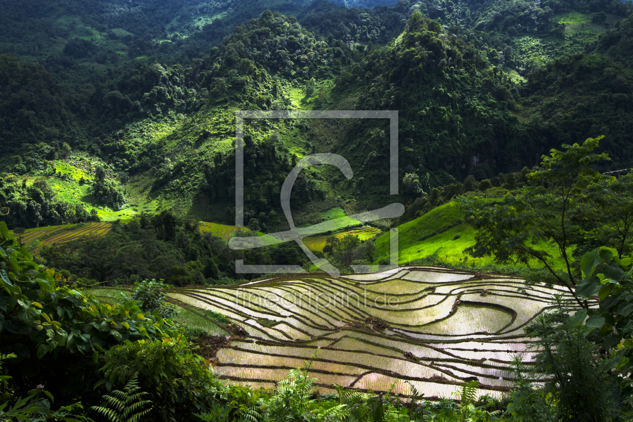 Bild-Nr.: 10641048 Reisterrasse im Norden von Vietnam erstellt von danielgiesenphotography