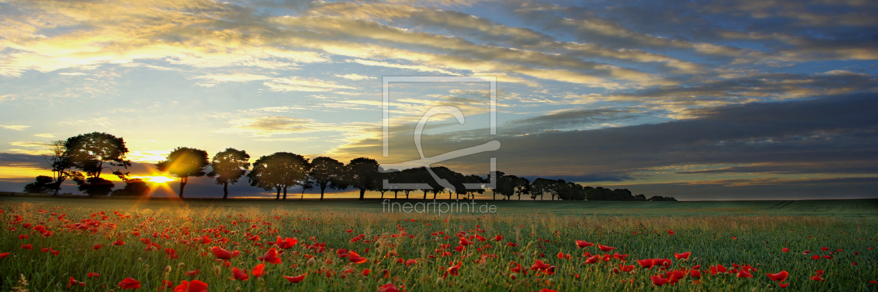 Bild-Nr.: 10642576 SONNENAUFGANG AM MOHNFELD erstellt von WildlifePhotography