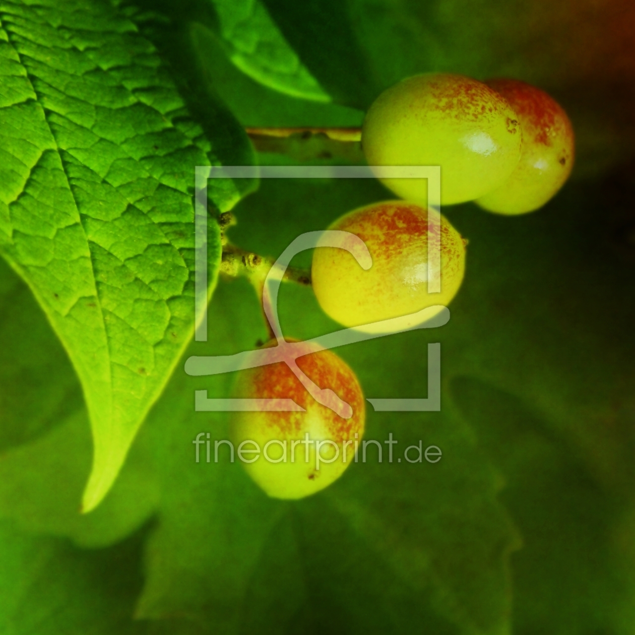 Bild-Nr.: 10642980 Hydrangea erstellt von PaulaPanther