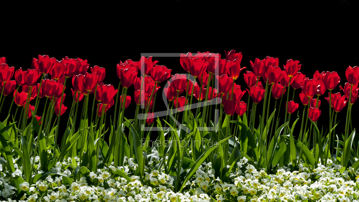 Bild-Nr.: 10645108 Tulpenpracht erstellt von rich