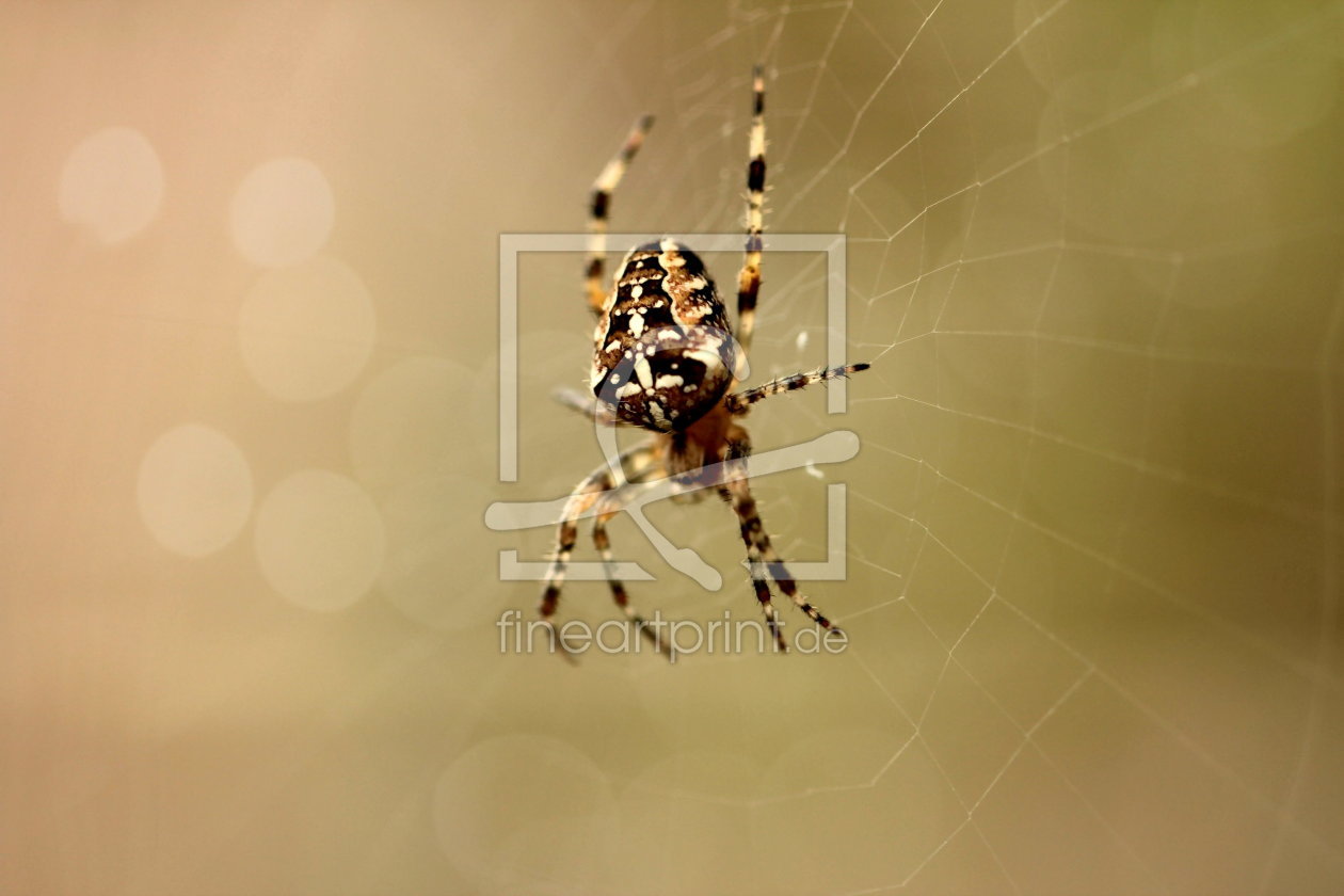 Bild-Nr.: 10645964 Kreuzspinne erstellt von Heike Hultsch