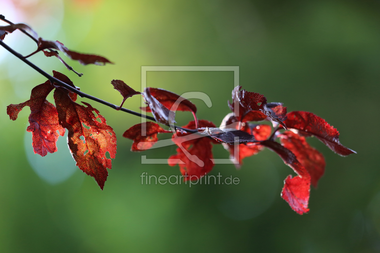 Bild-Nr.: 10648626 Herbststimmung erstellt von Marcel Schauer