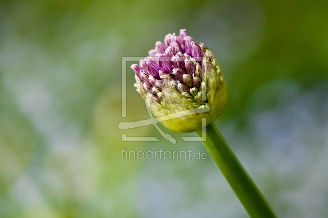 Bild-Nr.: 10649704  Zierlauch - Allium erstellt von Digra987