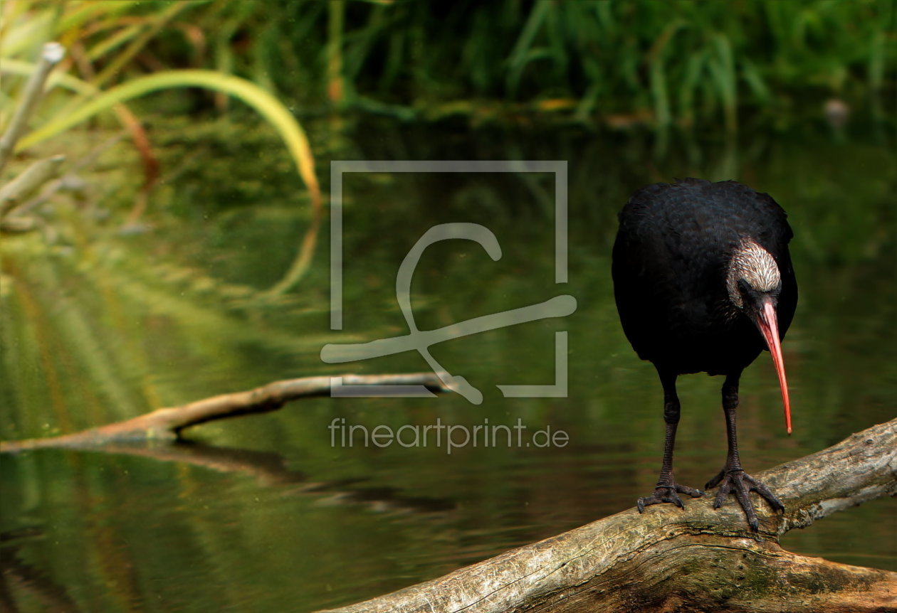 Bild-Nr.: 10649910 Waldrapp  - Vogelpark Marlow -  erstellt von Heike Hultsch