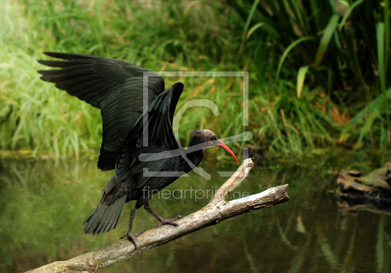 Bild-Nr.: 10649912 Waldrapp  - Vogelpark Marlow -  erstellt von Heike Hultsch