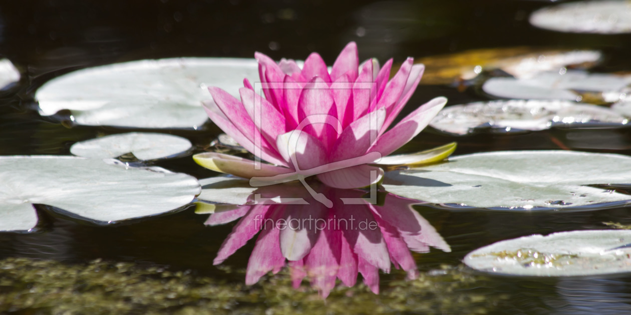 Bild-Nr.: 10650482 Seerose in pink erstellt von Stephanie Stephanie Dannecker