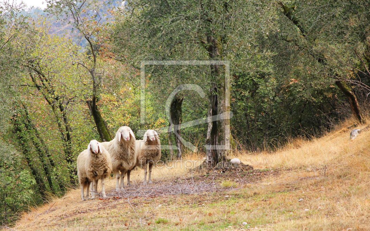 Bild-Nr.: 10650686 sheep sheep sheep erstellt von SusaZoom