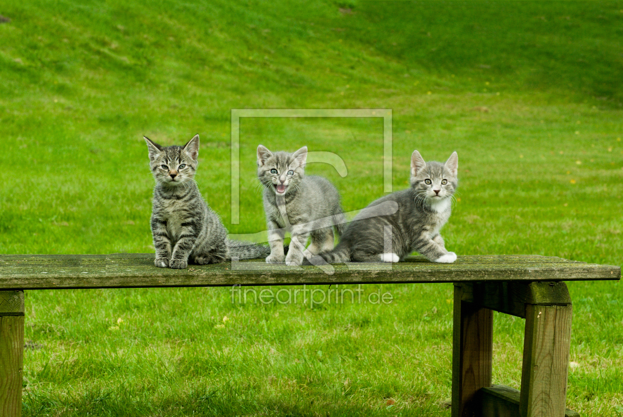 Bild-Nr.: 10651864 Katzenkinder erstellt von mv-photo