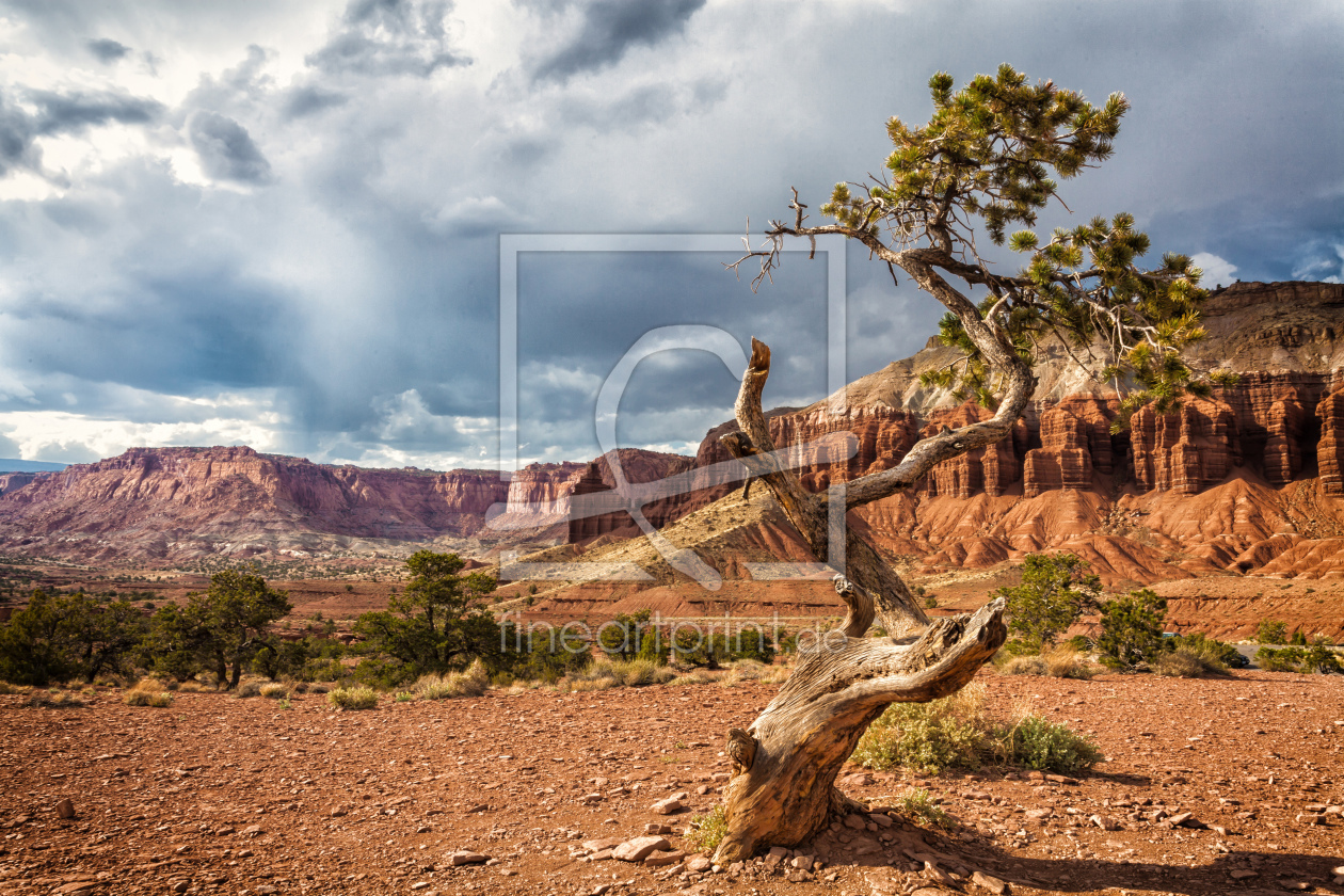 Bild-Nr.: 10654450 Lonely Tree erstellt von Photographicjourney