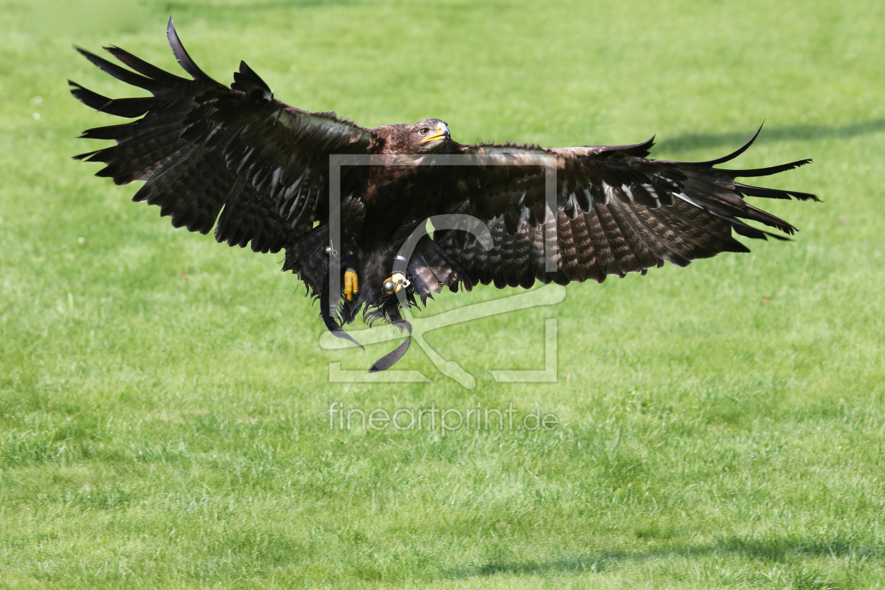 Bild-Nr.: 10654496 Landeanflug erstellt von Marcel Schauer