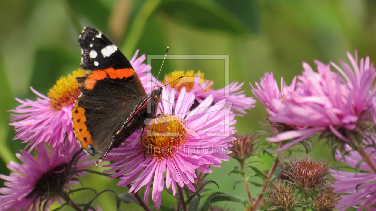 Bild-Nr.: 10657530 Schmetterling erstellt von pixelklaus