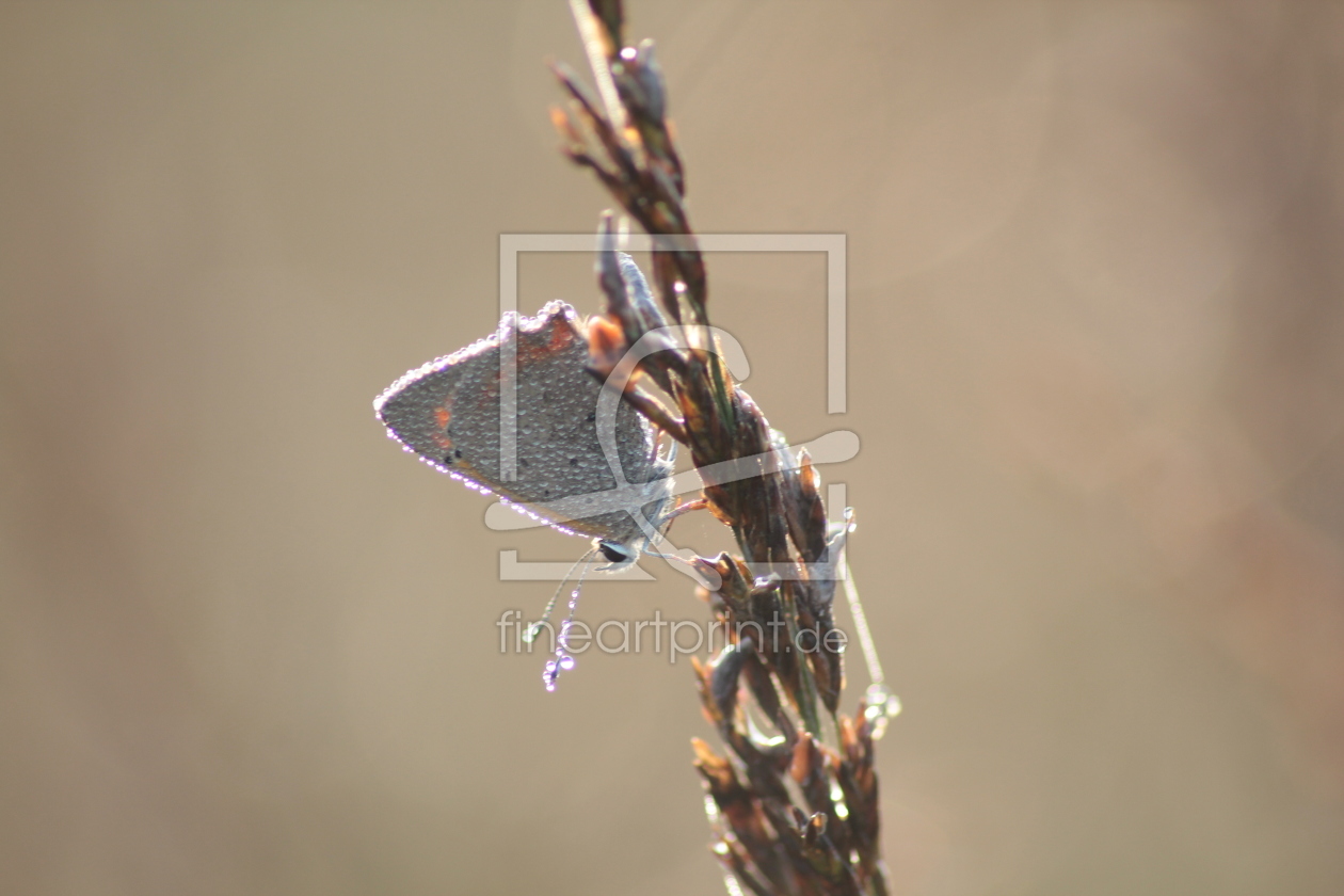 Bild-Nr.: 10660378 Schmetterling mit Tautropfen erstellt von Sandle