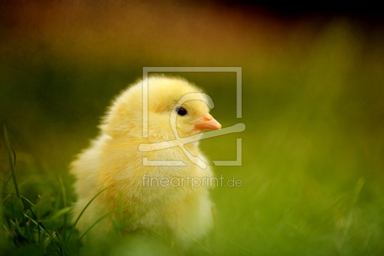 Bild-Nr.: 10660638 Flauschi erstellt von Heike Hultsch