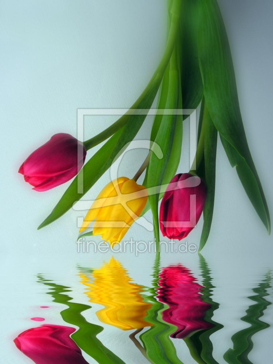 Bild-Nr.: 10660952 Tulpenwasser erstellt von Renate Knapp