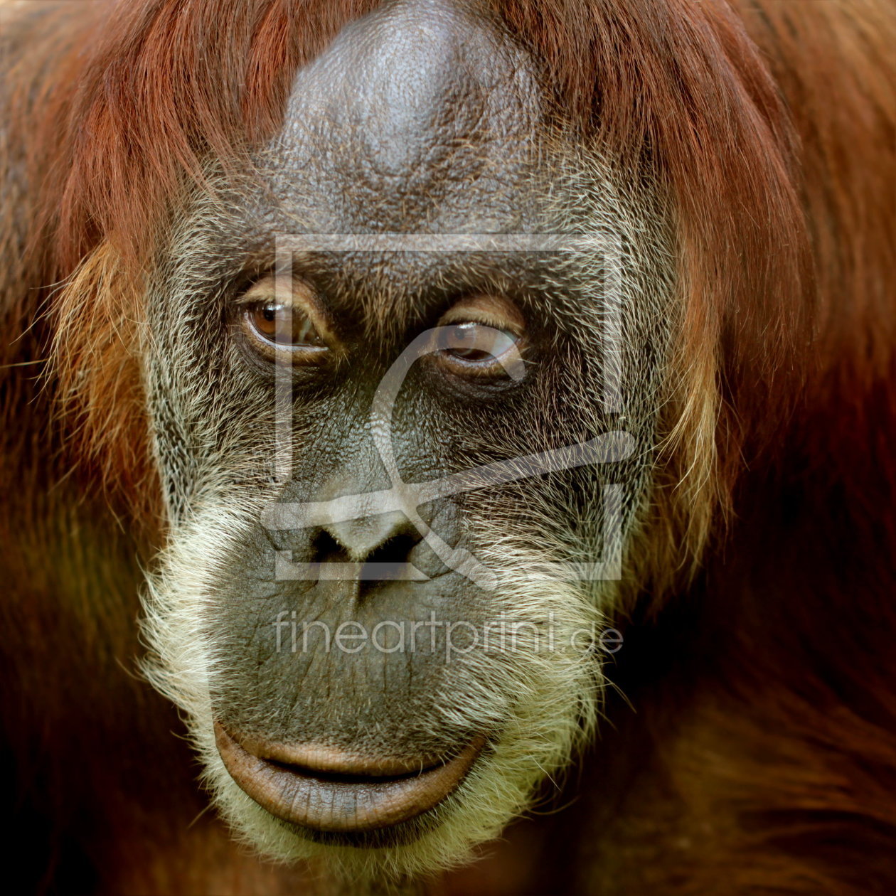 Bild-Nr.: 10661588 Orang Utan Porträt erstellt von Heike Hultsch