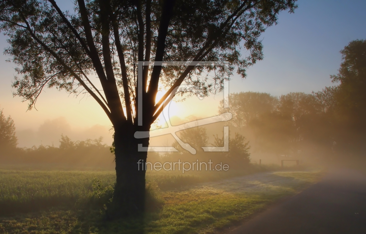 Bild-Nr.: 10661730 Baum im Nebel erstellt von falconer59