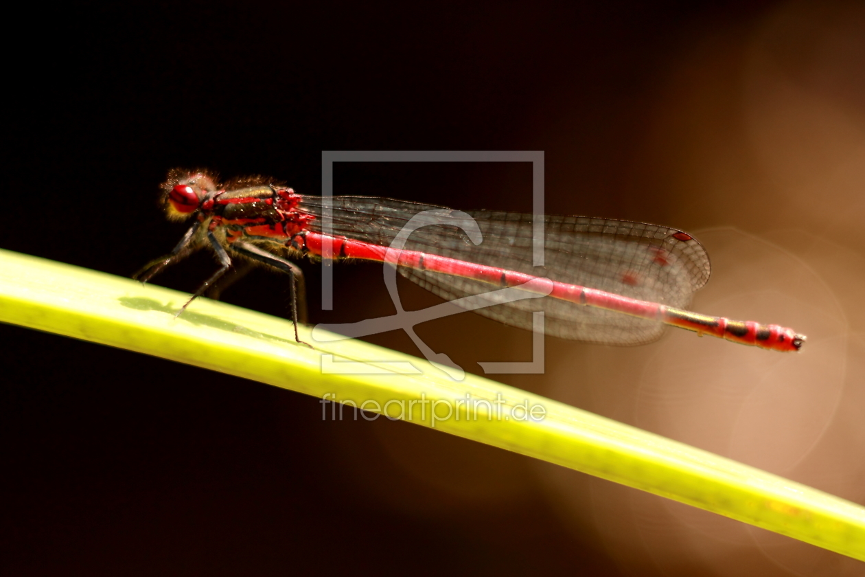 Bild-Nr.: 10662080 Libelle Rotbraun - dragonfly red brown - libellule rouge brun - Blick nach Links erstellt von Knibbli